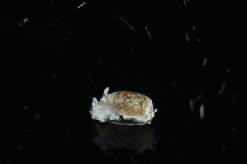 Media type: image;   Malacology 393732 Description: live specimen;